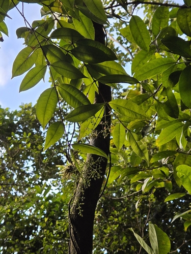 Foto de Pedra-ume-caá