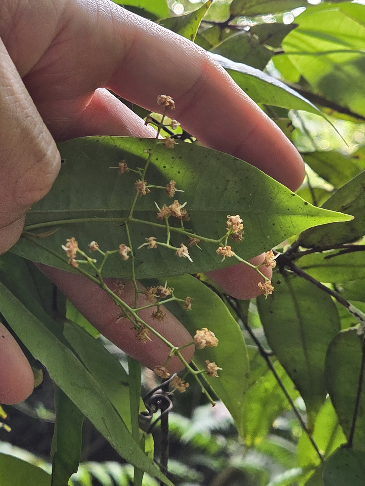 Imagem de Pedra-ume-caá