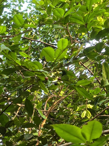 Foto de Pedra-ume-caá