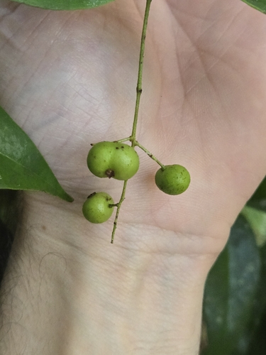 Foto de Pedra-ume-caá