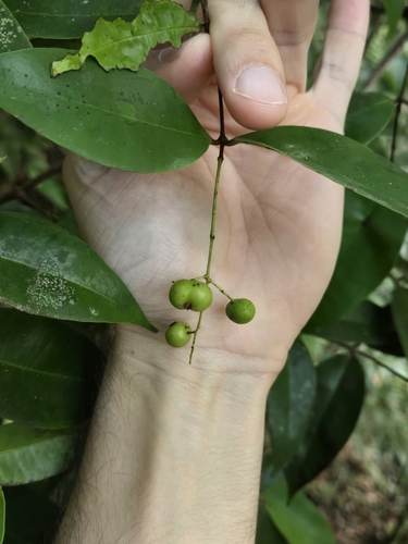 Foto de Pedra-ume-caá