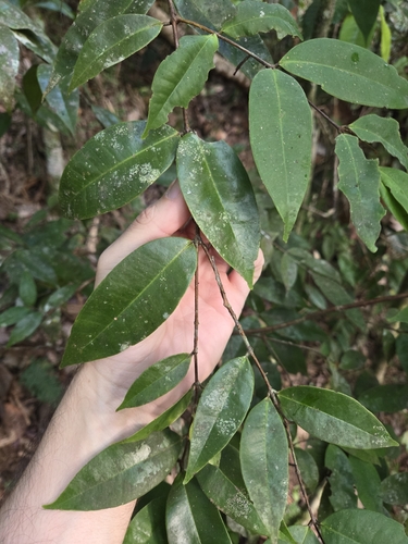 Foto de Pedra-ume-caá