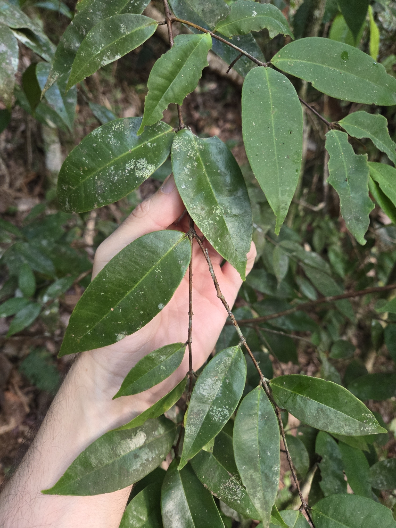 Imagem de Pedra-ume-caá
