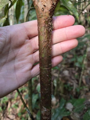 Foto de Pedra-ume-caá