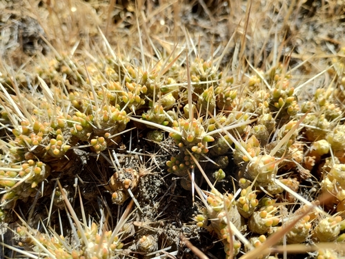 Image of Maihuenia patagonica by (c) Nicolas Olejnik, some rights reserved (CC BY)