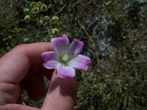 Image of Malva preissiana by (c) J. Sayers, some rights reserved (CC BY)