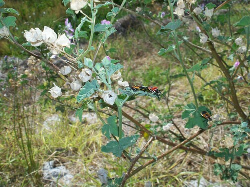 Image of Malva preissiana by (c) J. Sayers, some rights reserved (CC BY)
