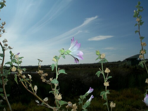 Image of Malva preissiana by (c) J. Sayers, some rights reserved (CC BY)