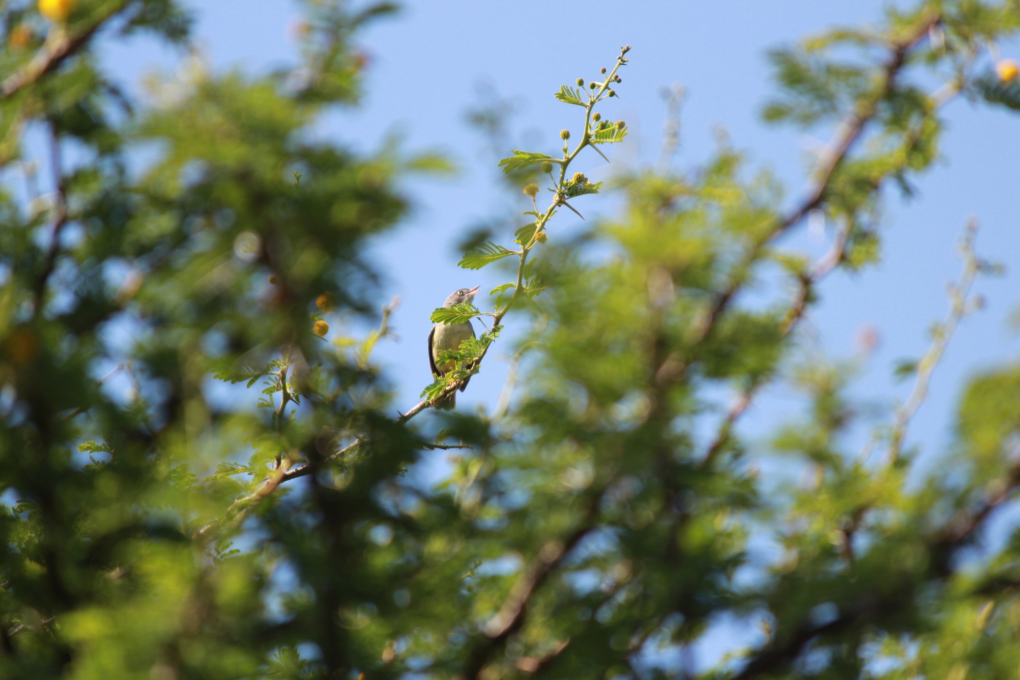 Burnt-necked Eremomela (Eremomela usticollis), photo 4