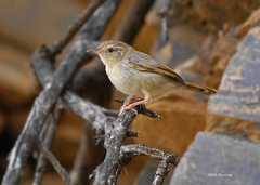 Cisticola subruficapilla