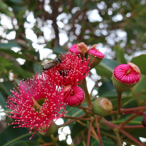 Corymbia ficifolia iNat (2)