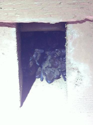 Big Brown Bat photographed in Arkansas