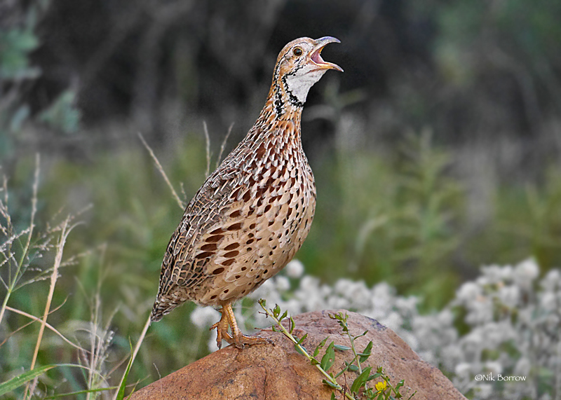Orange River Francolin