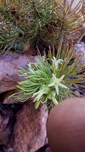 Hemipogon setaceus