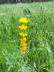 Lupinus luteus