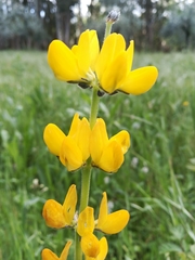 Lupinus luteus