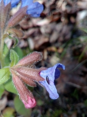 Eusphalerum limbatum