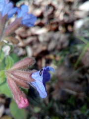 Eusphalerum limbatum