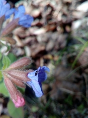 Eusphalerum limbatum