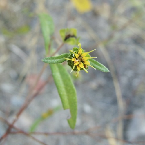 Image of Melampodium longicorne by (c) Sue Carnahan, some rights reserved (CC BY)