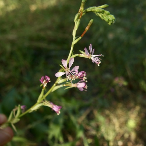 Image of Oenothera podocarpa by (c) Sue Carnahan, some rights reserved (CC BY)