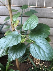 Morus alba