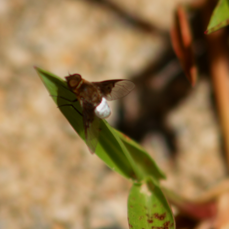 Chrysanthrax dimidiatus