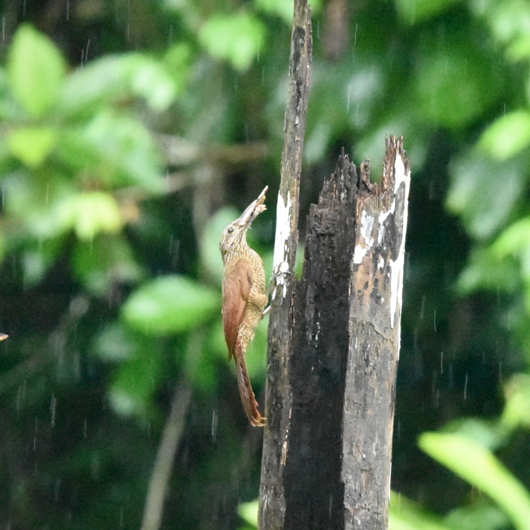 Black-banded Woodcreeper (Dendrocolaptes picumnus), photo 3