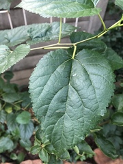 Morus alba