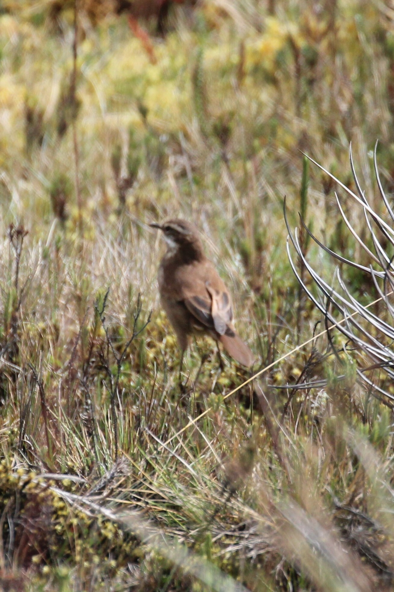Chestnut-winged Cinclodes (Cinclodes albidiventris), photo 6