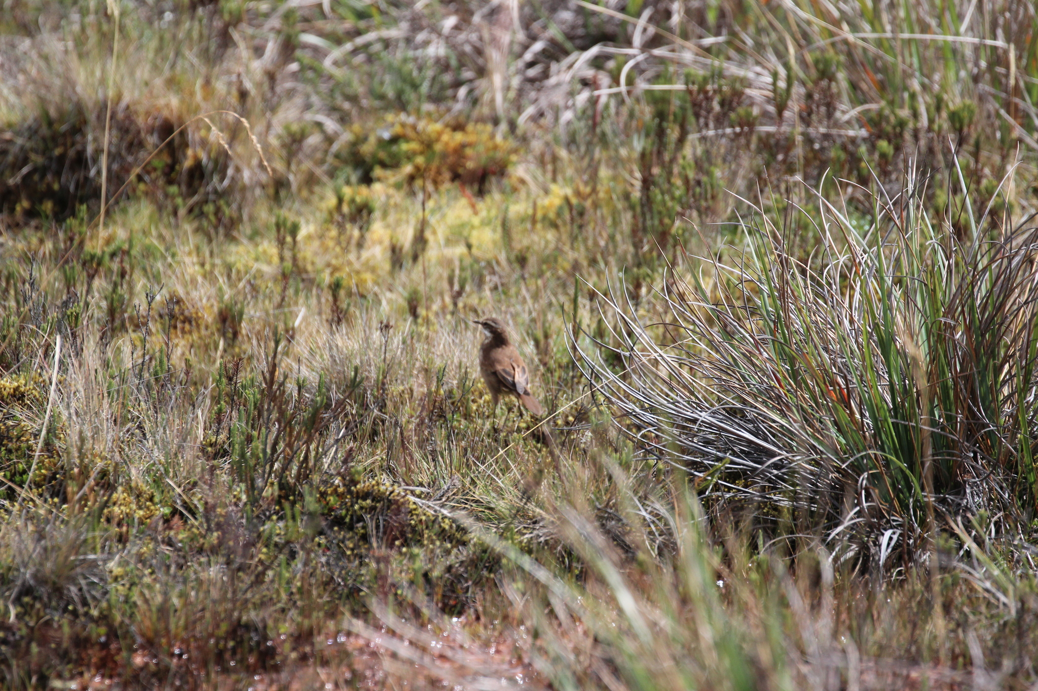 Chestnut-winged Cinclodes (Cinclodes albidiventris), photo 7