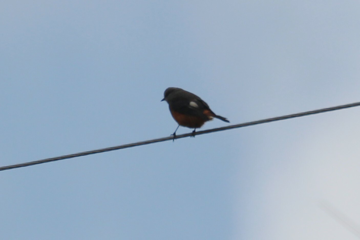 Red-rumped Bush Tyrant (Cnemarchus erythropygius), photo 9