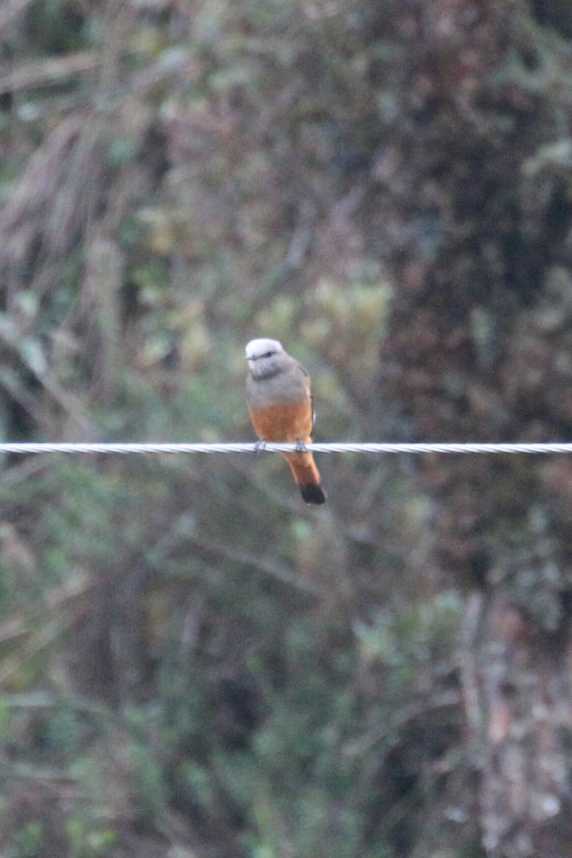 Red-rumped Bush Tyrant (Cnemarchus erythropygius), photo 7