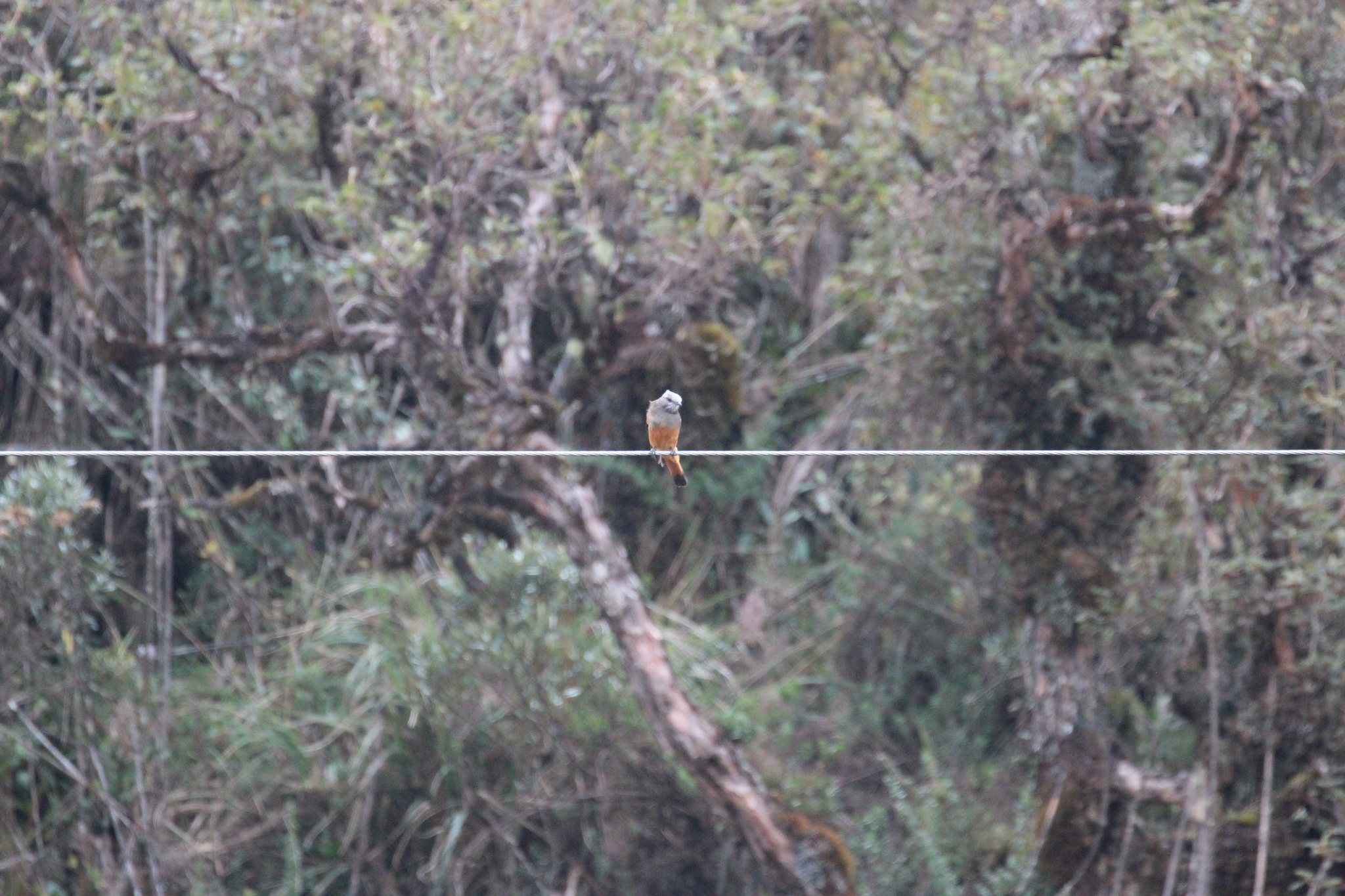 Red-rumped Bush Tyrant (Cnemarchus erythropygius), photo 8