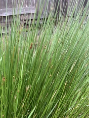 Bolboschoenus robustus