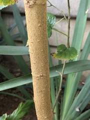 Morus alba