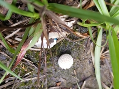 Lycoperdon pulcherrimum