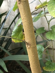 Morus alba