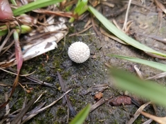 Lycoperdon pulcherrimum