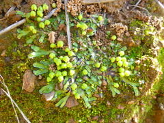Asterella marginata