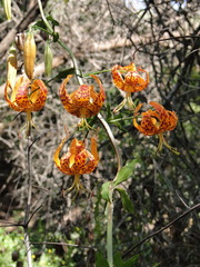 Lilium humboldtii