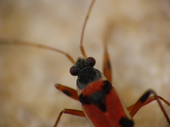 Beosus quadripunctatus