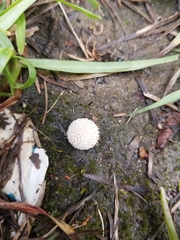 Lycoperdon pulcherrimum