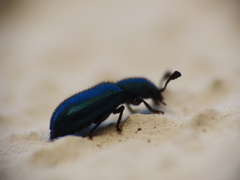 Necrobia violacea