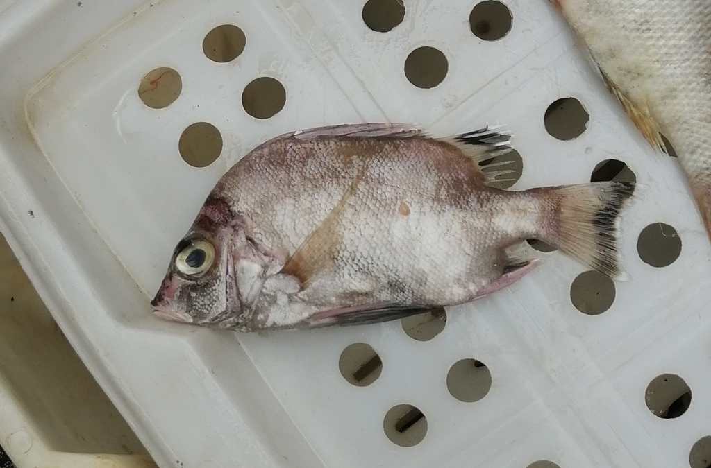 Banjofishes