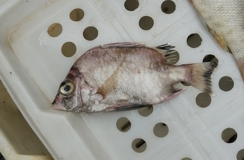 Banjofish (Banjos banjos) — Banjosidae — 5