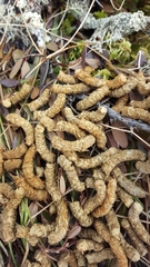 Canachites canadensis