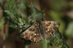Muschampia floccifera