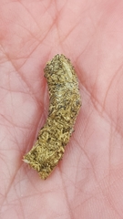 Canachites canadensis