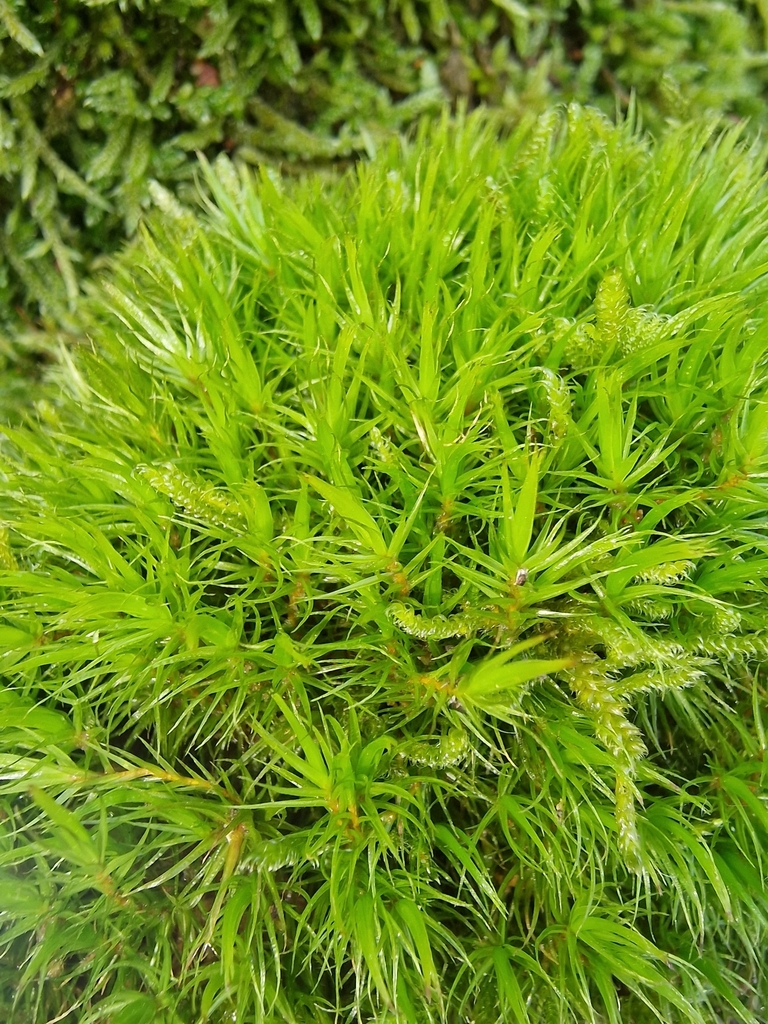 Broom Forkmoss